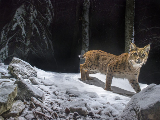 Lynx, de Laurent Geslin